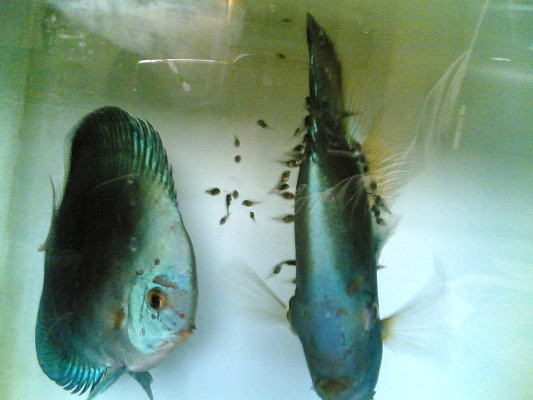 دیسکس الماس آبی (Blue Diamond Discus)